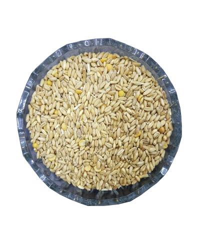 گندم مرغی فله یک کیلویی