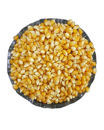 ذرت خام طلایی آمریکایی فله وزن یک کیلوگرم